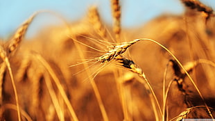 rice wheat, wheat, spikelets, depth of field, plants