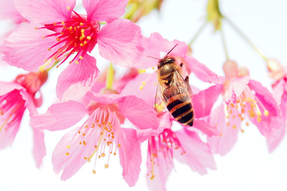 black and yellow bee on pink petaled flower HD wallpaper