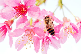 black and yellow bee on pink petaled flower