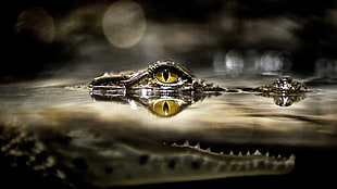 brown crocodile, crocodiles, water, eyes, animals