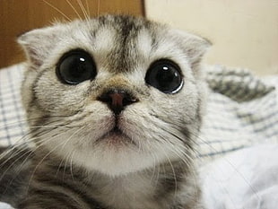 gray Tabby kitten