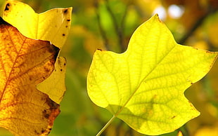 beige and yellow leaves HD wallpaper