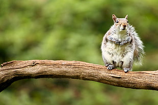 squirrel at branch of a tree tilt shift photo