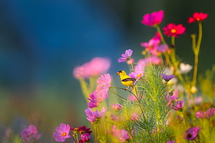 American Goldfinch on pink and red Cosmos flowers