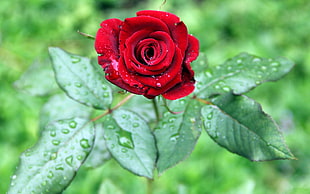 focus photography of red rose
