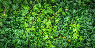 green leaf lot, Leaves, Drops, Green