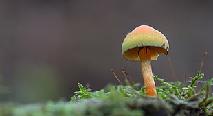 selective focus photography of mushroom HD wallpaper