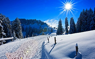 snow covered pathway surrounded by green pine trees under blue daytime sky