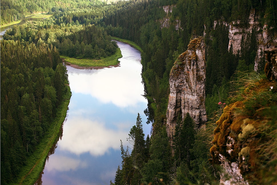 brown cliff mountain with green pine trees, forest, landscape, pine trees, grass HD wallpaper