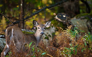 tilt-shift lens photograph of deer in the woods HD wallpaper