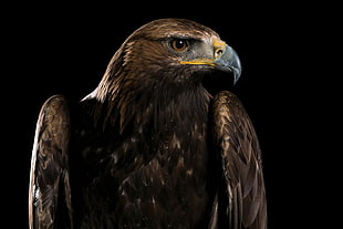 close up photo of brown hawk