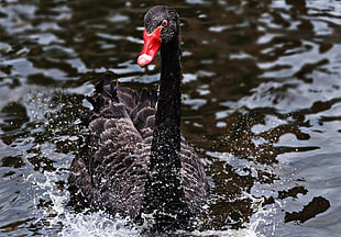 black duck on body of water HD wallpaper