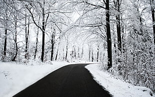 white snow, road, snow, trees, black