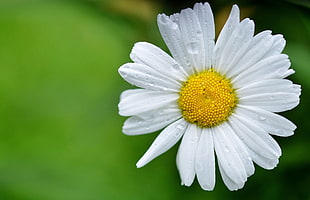 tilt lens of white daisy flower