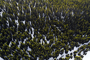 bird's eyeview of trees HD wallpaper