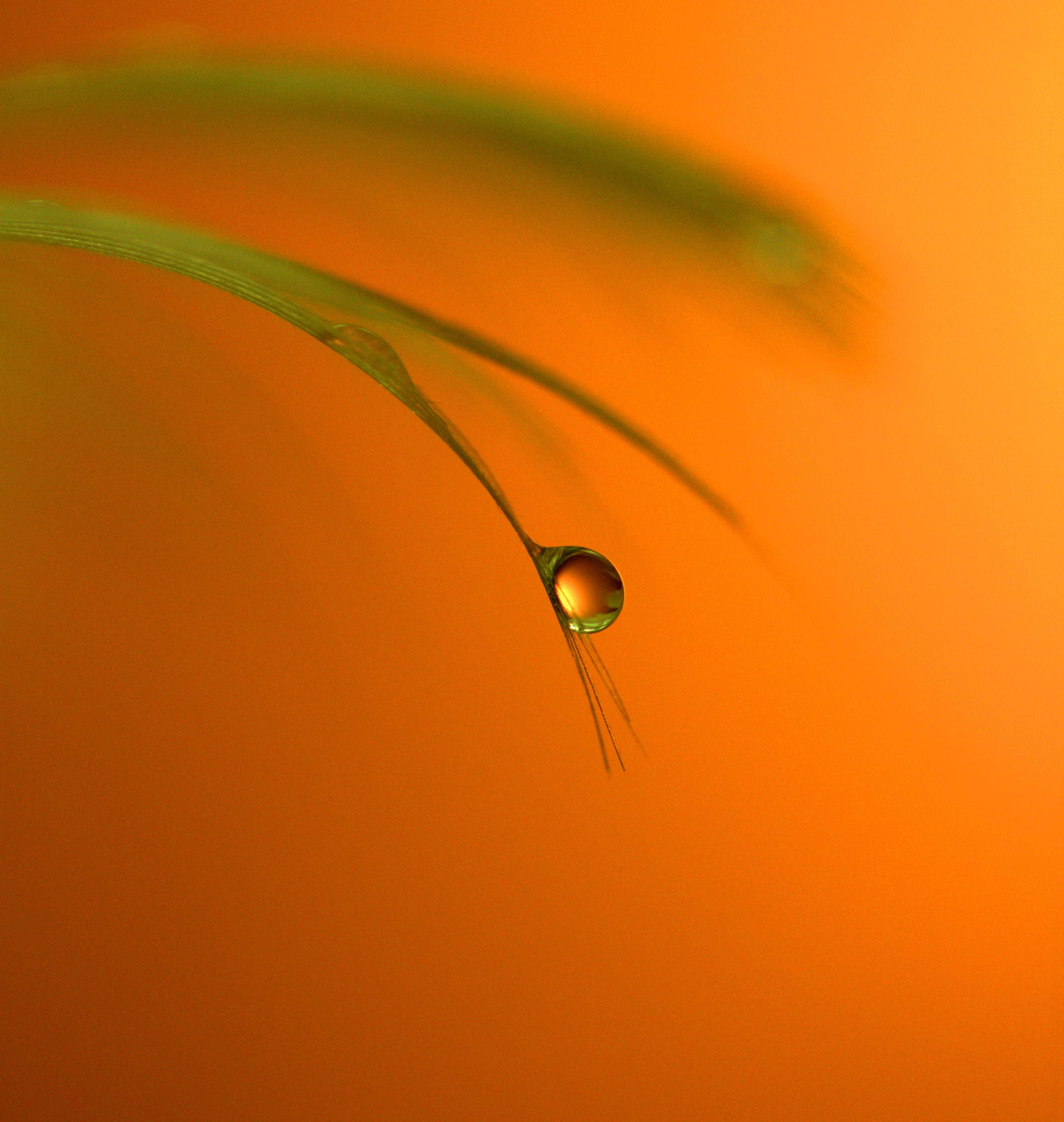 Micro photography of water drop on green leaf plant HD wallpaper ...