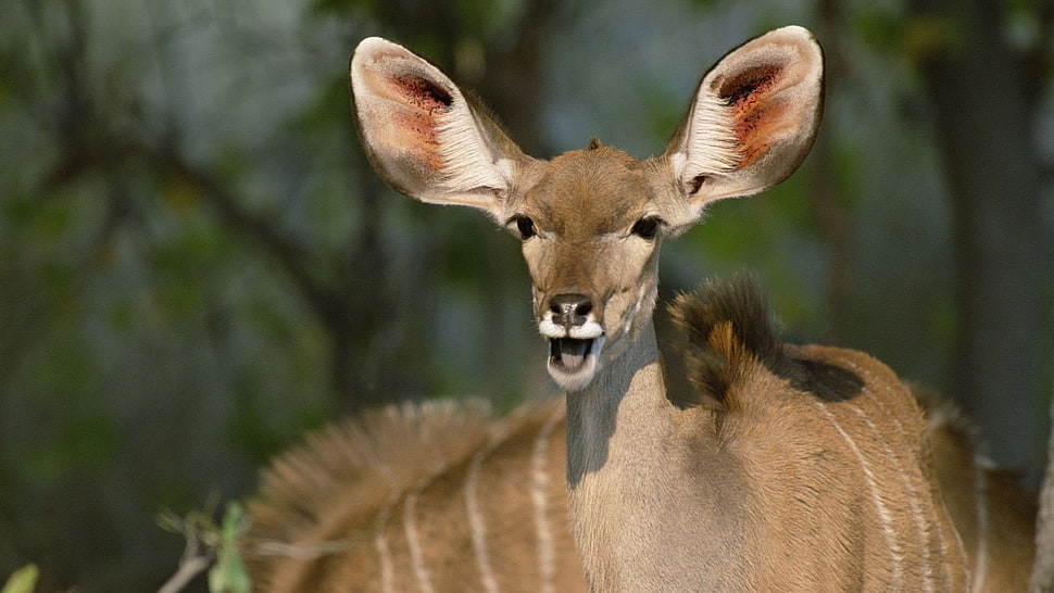 brown deer HD wallpaper