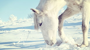 white horse on snow