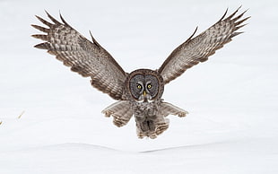 brown and gray owl