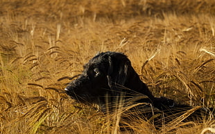 selective focus photograph of adult black Labrador Retriever