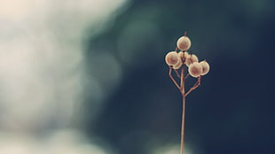 white and brown flower seeds in selective focus photography HD wallpaper