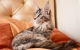 brown tabby cat lying on orange cushion