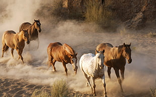 white and four brown horses, horse, sand, animals