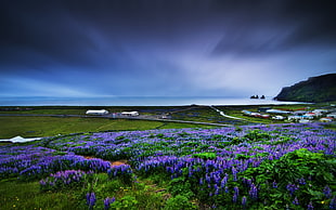 purple flower field, nature, coast, field, flowers HD wallpaper