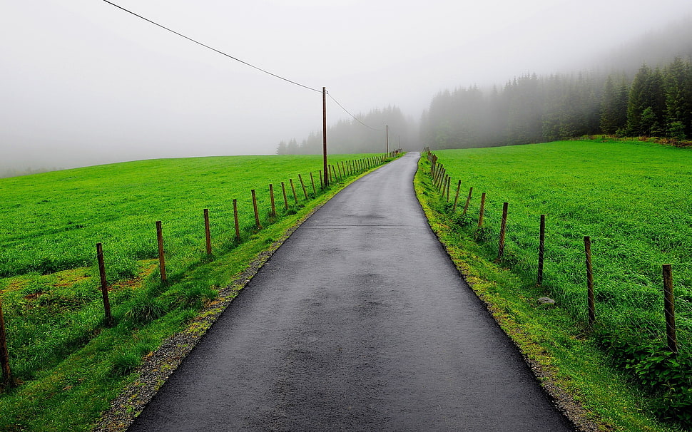 black asphalt road, road, grass, trees, mist HD wallpaper
