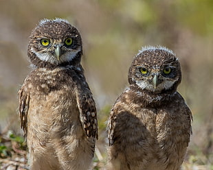 shallow focus photography of two brown owls