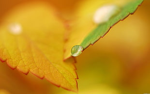 time lapse photography of droplet of water on green leaf