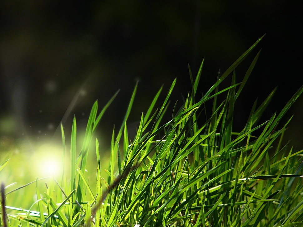 green grass HD wallpaper