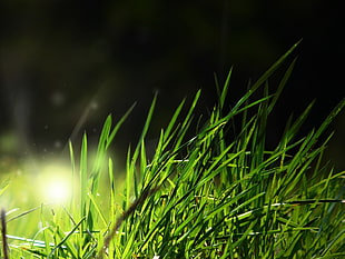 green grass