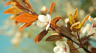 closeup photo of white fruit blossom