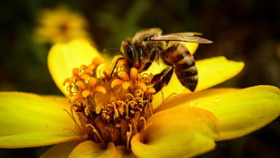 honey bee, bees, insect, flowers, macro HD wallpaper