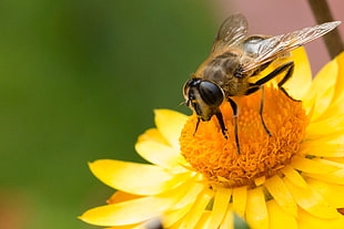 selective focus photography of bee on yellow petaled flower pollens