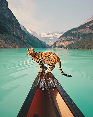 brown and black cat, cat, landscape, mountains, water