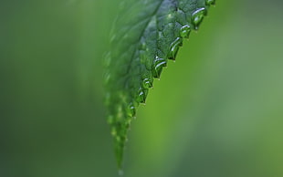 green leaf with water