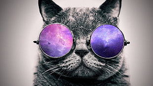 gray cat digital wallpaper, artwork, digital art, cat, glasses