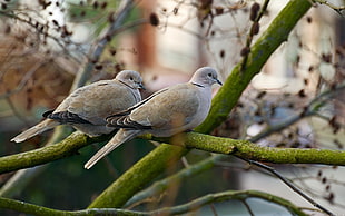 two brown birds perching on green branch