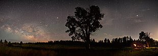 silhouette photography of trees at nighttime