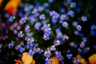purple petaled flowers, Flowers, Plant, Blur HD wallpaper