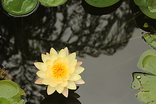 yellow lotus flower, orange flowers, yellow flowers, nature, photography HD wallpaper