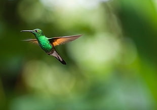 selective focus photography of Hummingbird on mid air
