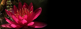 pink lotus flower HD wallpaper