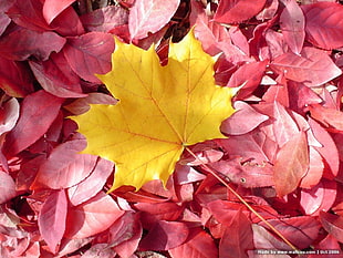 yellow maple leaf, nature