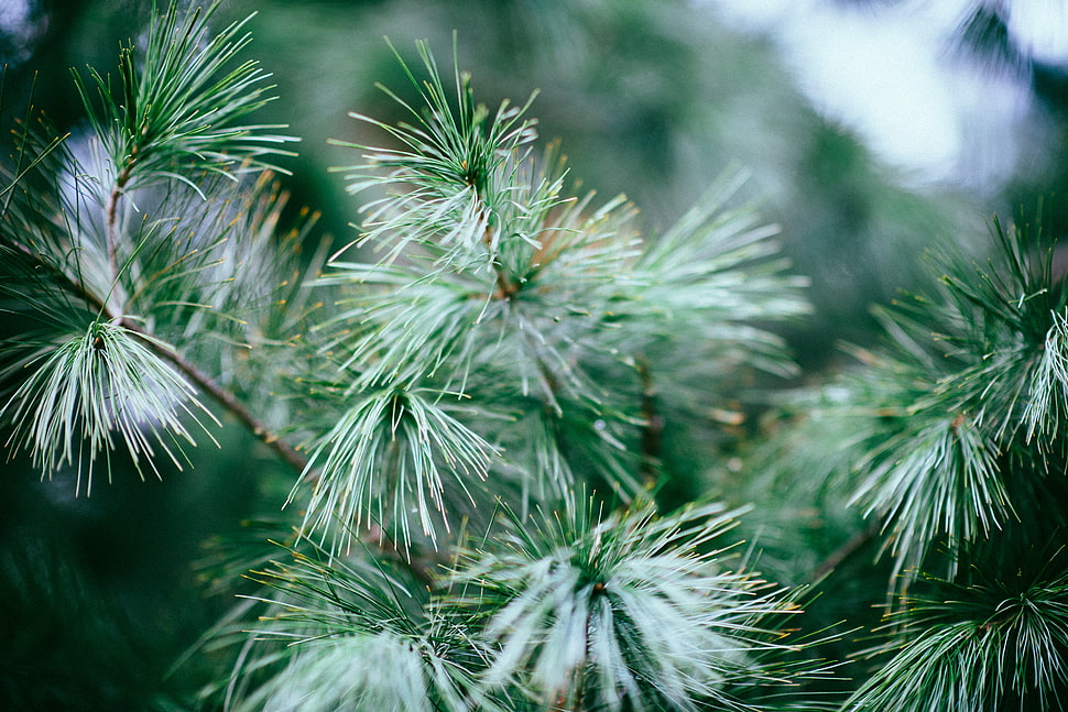 green leaf plant in close up photo HD wallpaper