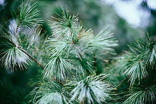 green leaf plant in close up photo