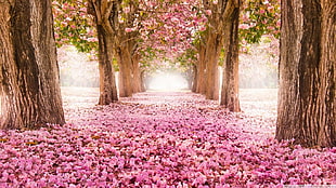 photography of pink flowering trees