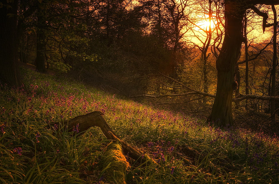 green grass field under brown trees HD wallpaper